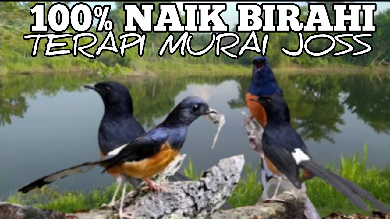 Pasti kawin denger pancingan murai birahi ini ||Terapi murai kawin.