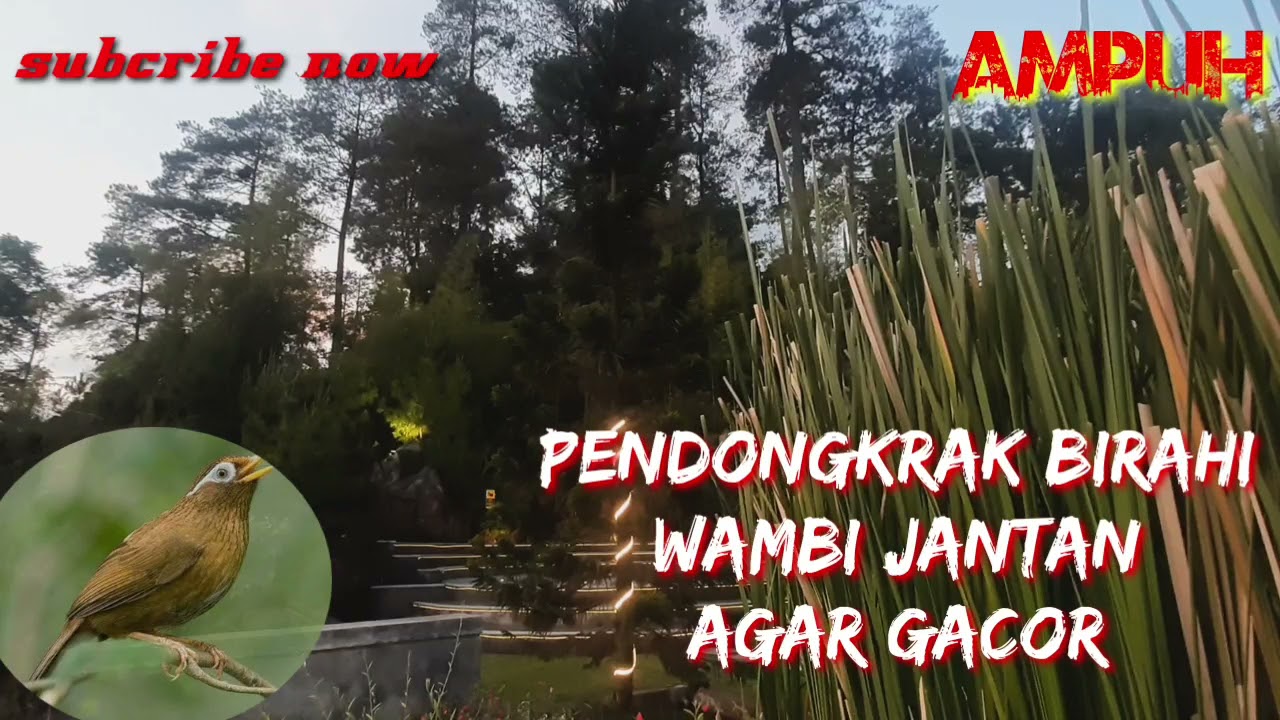 ampuh ‼️ pendongkrak birahi wambi jantan agar bunyi dan gacor