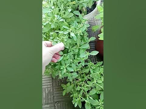 Удобрение для мощного куста. Для наращивания зеленой массы. - YouTube