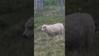 lambs growing on well. #lambs#sheepfarming#farmlife#crofting#islandlife##shetland#shetlandisles