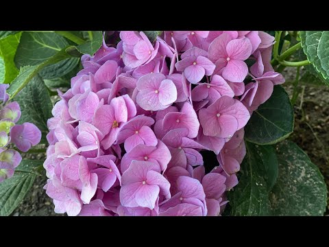 وردة القرطاسيه او الهايدرنجيا وطريقة العناية بها