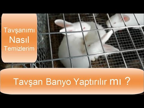 Video: Tavşan Kulaklarını Temizlemenin 3 Yolu