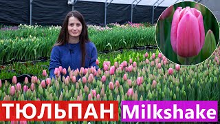 Тюльпан Milkshake (Мілкшейк) 🌷