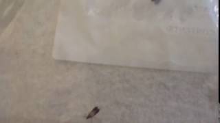 Kellogg's  - Raisen bran cereal bugs in box by ComplaintsBoard 286 views 7 years ago 9 seconds