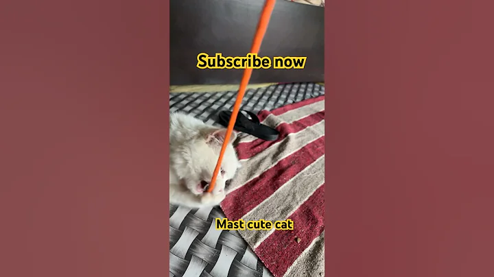 Video 3806661: cutest british shorthair cat, funny cat british shorthair, sweet british shorthair cat, british shorthair cute cat, funny cat drawing, cats dogs funny animals