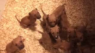 Legends Kennels Mayhem Jr. To Hick Chick 6-20-13