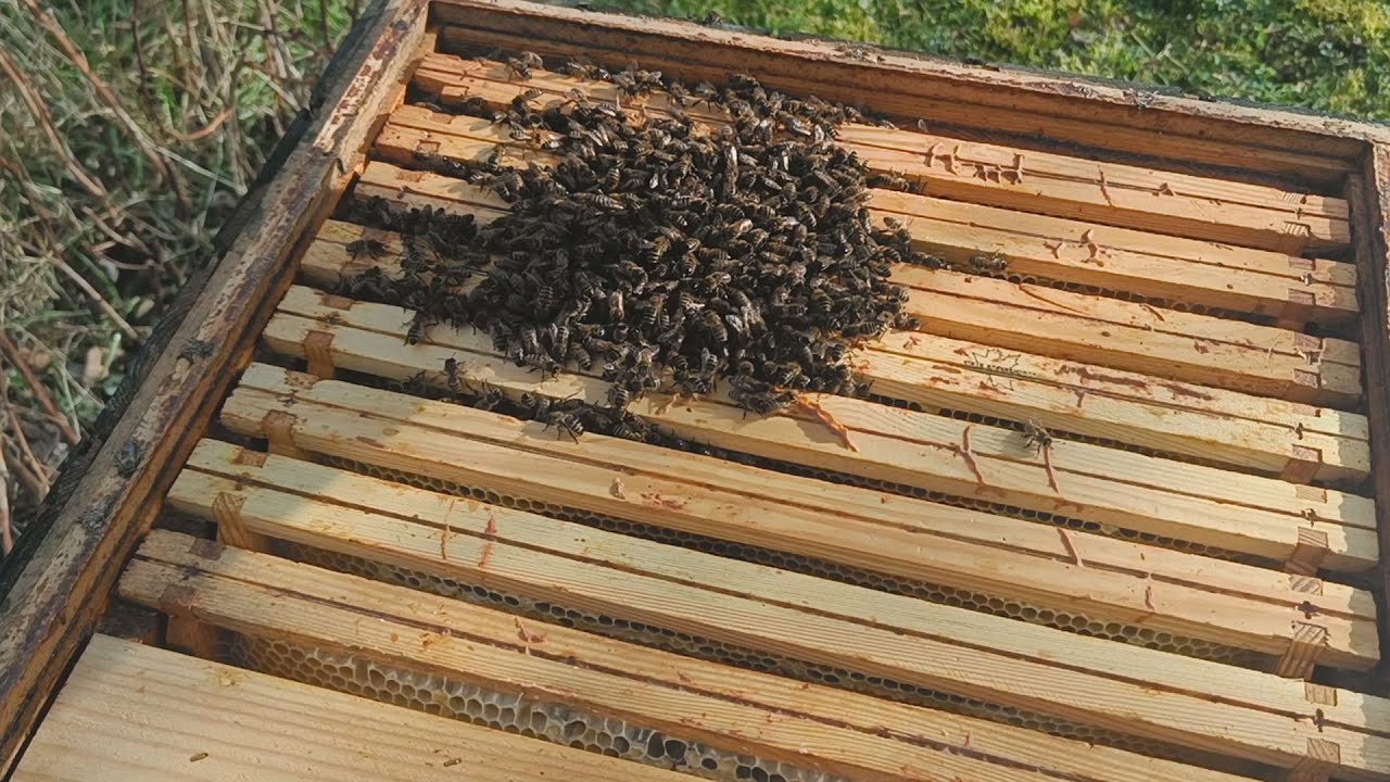 Kontrola pasieki! Czy wszystkie rodziny żyją? Pszczoły zbierają pyłek z leszczyn!