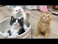ひとりぼっちだった子猫がすっかり兄弟の一員に 【お祭り兄弟日記#7】One kitten joins her siblings.