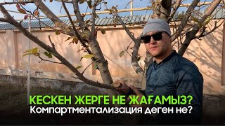 Жеміс ағаштарын кескенен соң не жаққан дұрыс? #алма #обрезка #ағаш #pruning