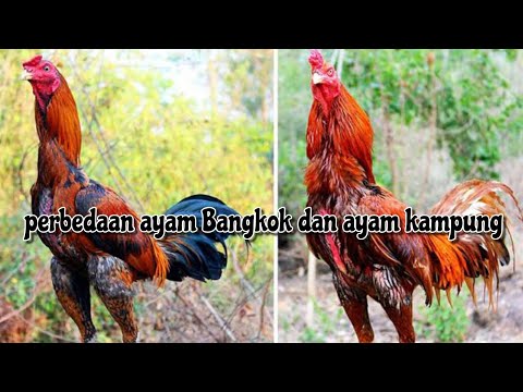 Video: Perbedaan Antara Ayam Dan Ayam