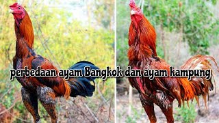 PERBEDAAN AYAM BANGKOK DAN AYAM KAMPUNG