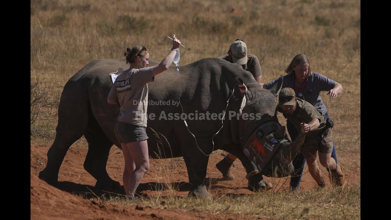 South Africa starts injecting rhino horns with radioactive material to curb poaching