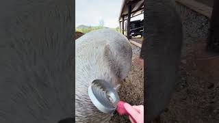 Think it’s just dirt or dried mud? It might actually be rain rot — a common skin condition in horses