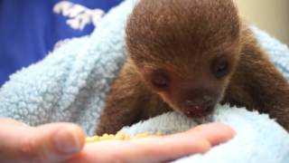 National Aviary in Pittsburgh welcomes baby sloth