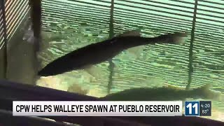 Colorado Parks and Wildlife helps walleye spawn at Pueblo Reservoir