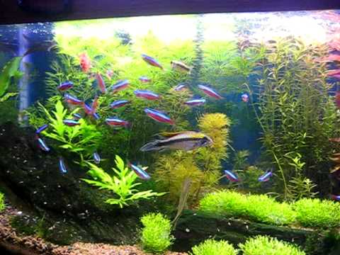 My Aquarium, Cardinal Tetras, Live plants - YouTube