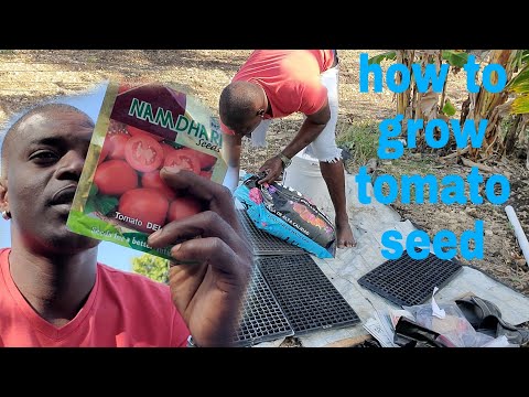 how to grow tomato seed step by step and doing some other work on the farm