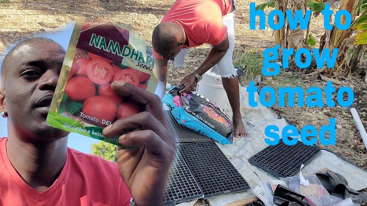 how to grow tomato seed step by step and doing some other work on the farm