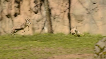 Tiny gazelle leads high-speed chase at zoo