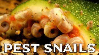 9(ish) Ways to Get Rid of Pest Snails from Your Aquarium