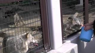 シンリンオオカミの食事タイム~wolves are eating