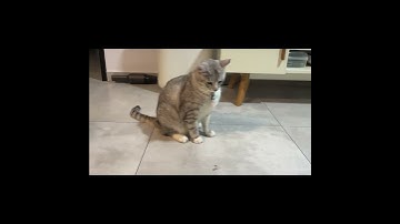 How to get your Lazy Cat to Exercise Part 1 #Shorts