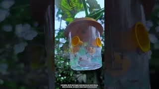 How DIY Insect Trap Pulls Flying Pests Into Smart Garden Containers