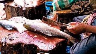 magur fish cutting | small fish cutting skills | Catla | village fishing videos#fish #fishcutting Resimi