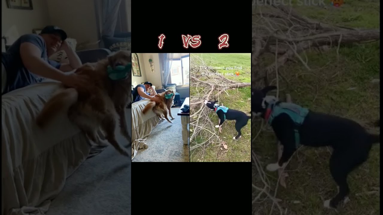 Versatile dog dog pet foryou vs