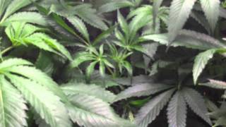 motherplants and vegetative room(update eurostyle cloning)