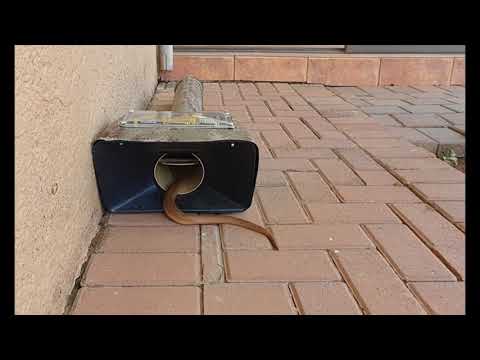 ASIT Snake Trap