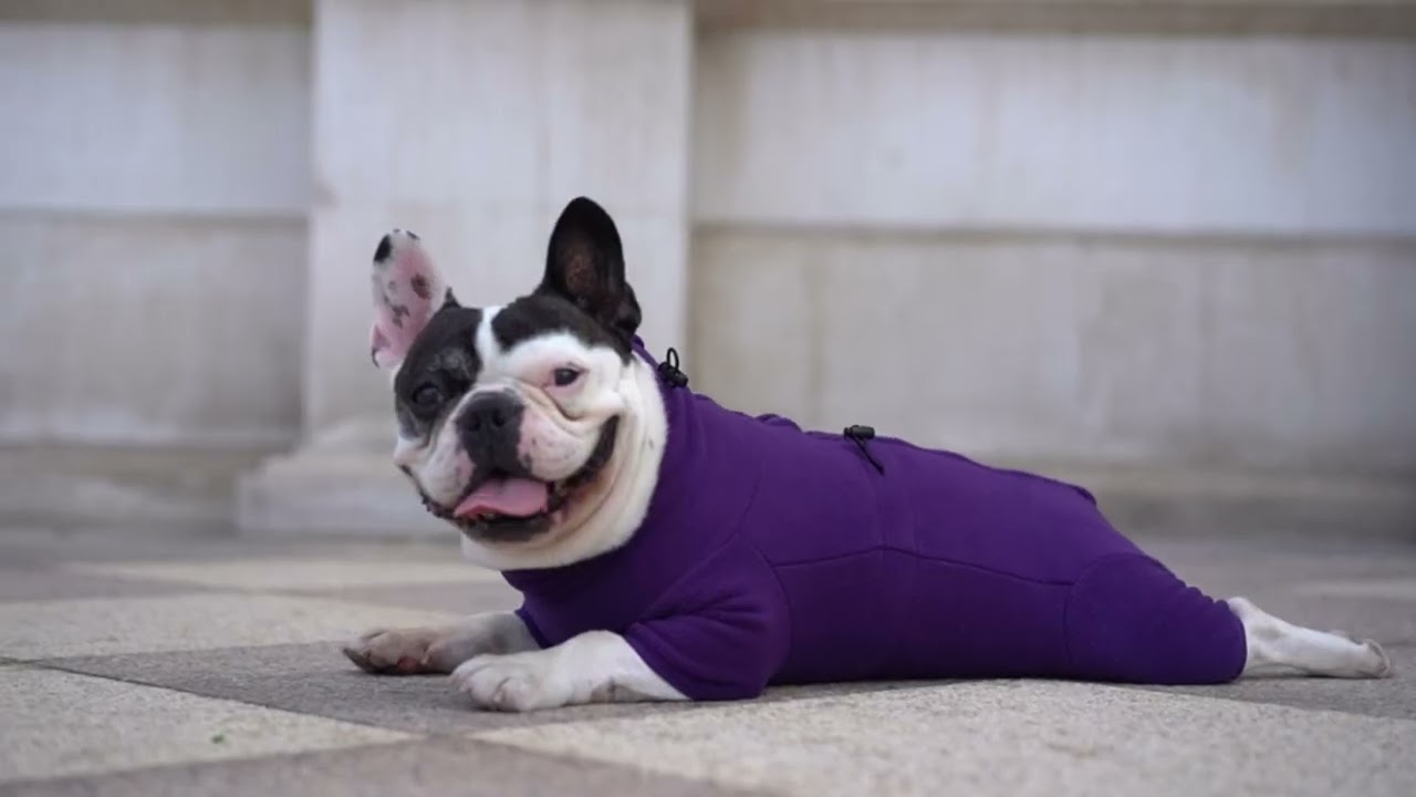 Cozy Canines: Winter Dog Clothes to Keep Your Pooch Warm and Stylish!