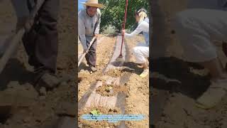 Farm Couple Uses Homemade Tool to Cover Vegetable Seedlings With Plastic Mulch
