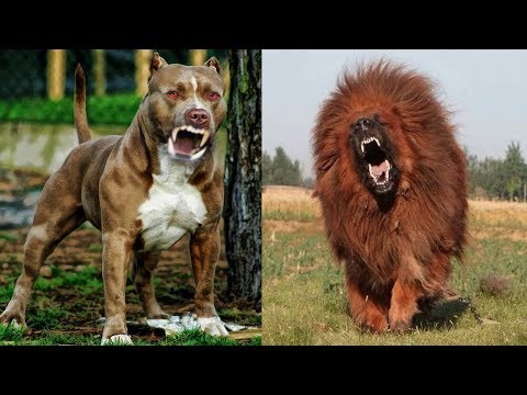 Vidéo: 8 Races De Chiens Pour Les Chats