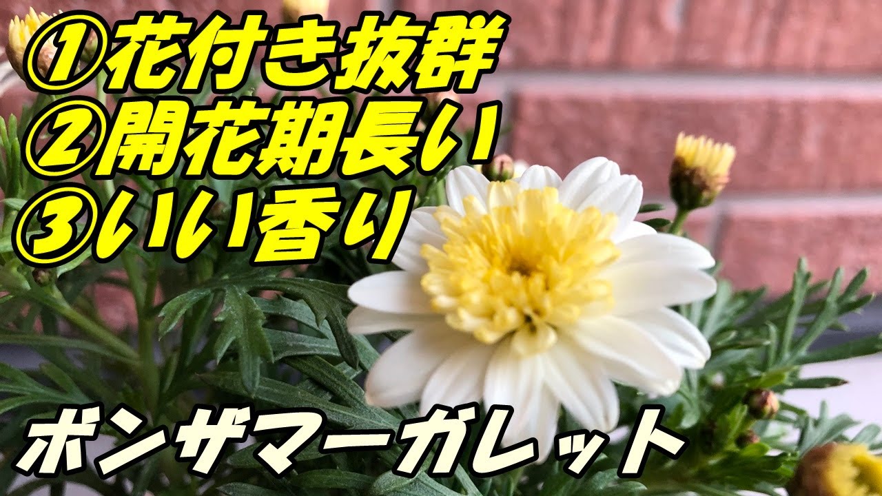 ボンザマーガレットの育て方 植え付け Youtube