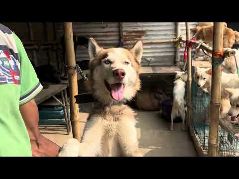 सोनपुर मेला के कुत्ता बाज़ार में आया एक husky नसल का कुत्ता | लोगो का भीड़ कम होने का नाम नहीं !!