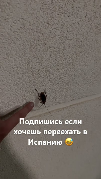 Тараканы в Испании - YouTube