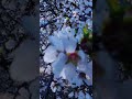 ❤️ Lovely White Cherry blossoms @ Fresno California USA