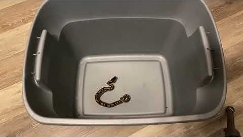 Ball Python Eats Mouse