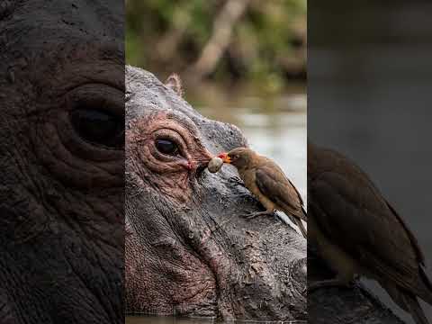 The Most Satisfying Wildlife Cleanup Ever 😳 thumbnail