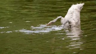 Funny Diving Duck - Funny Duck Swimming - Funny Ducks
