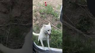 Müjgan Cıldırdı Uçan Köpek