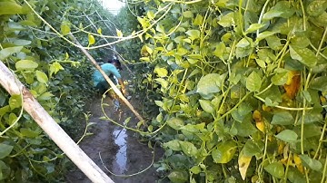 Vợ chồng Đồng Lòng Bẫy Ếch Đồng Ngày Mưa Dầm Kết Quả Cũng Kha Khá #sănbắtchâuđốc