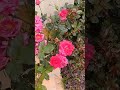 morning walk🌅 #roses #garden #walk