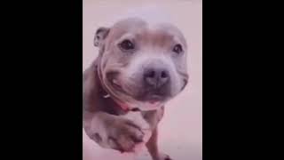Cute Pitbull Meme Template