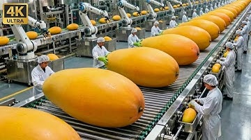 Inside a Mango Factory – An Incredible Automated Production Process!
