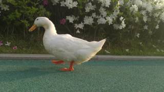 Ducks with white flowers fade into sun 20160501 064120