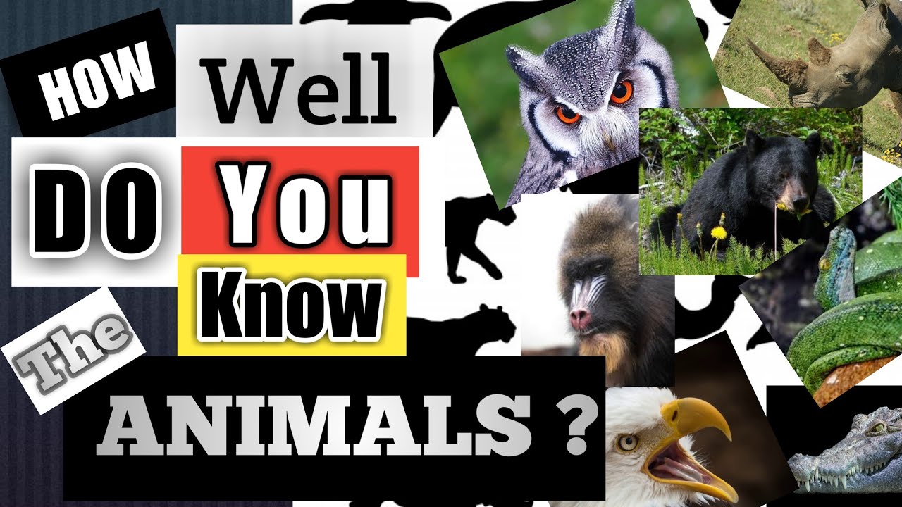 Facts about animals | All about Animals Quiz | - YouTube