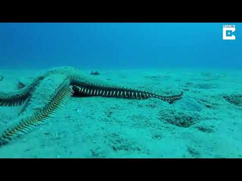 Starfish Walking