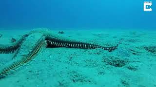 Starfish Walking